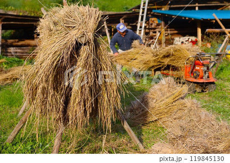 稲架掛が立つ長閑な農作業風景 119845130