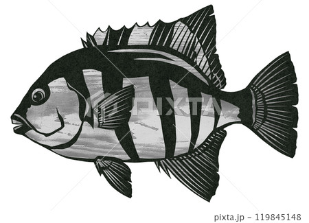 イシダイのウッド模様の切り絵イラスト 119845148