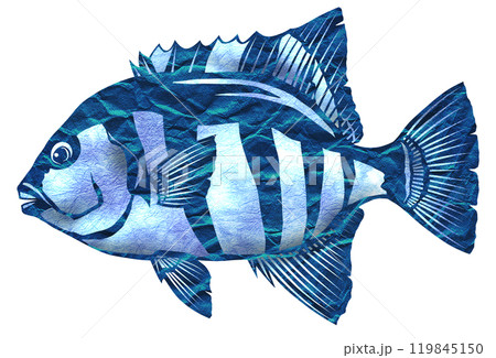 ストライプ模様のイシダイ切り絵イラスト 119845150