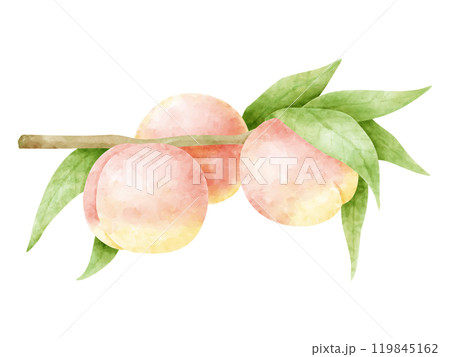 水彩で描いた桃と枝葉 119845162