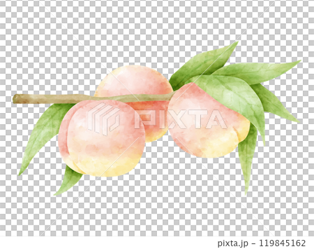 水彩で描いた桃と枝葉 119845162