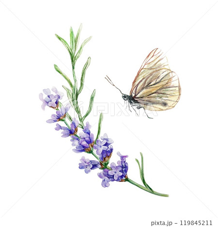 Lavender sprig and butterfly. Hand drawn watercolor illustration of Provence flowers isolated. Cosmetic labels, cards, SPA certificates, invitations. 119845211