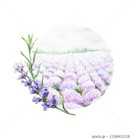 Lavender field and twig. Hand drawn watercolor illustration of Provencal flowers isolated. For birthday cards, wedding invitations, cosmetics labels. 119845218