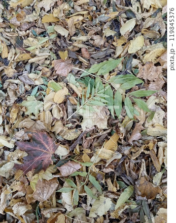 Photo beautiful autumn forest, park walk 119845376