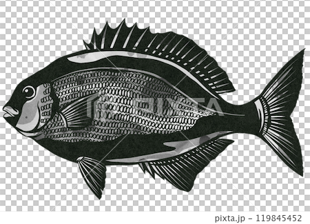 A cut-out illustration of a Japanese sea bass that scatters feces and has a peculiar smell after being caught 119845452