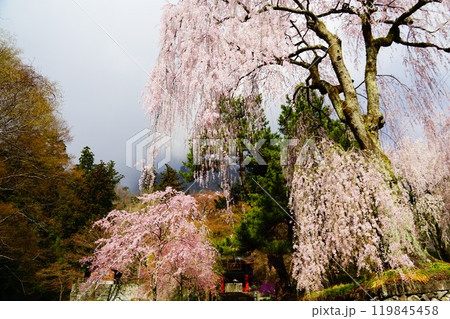 群馬県 妙義山 桜咲く妙義神社 群馬県 妙義山 桜咲く妙義神社 119845458