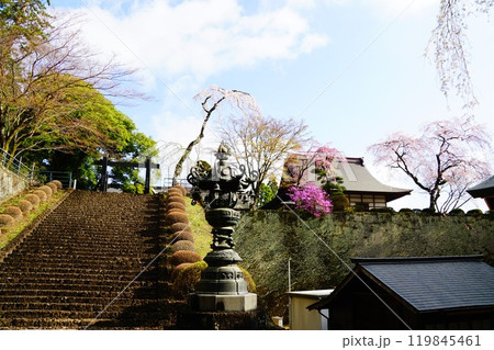 群馬県 妙義山 桜咲く妙義神社 群馬県 妙義山 桜咲く妙義神社 119845461