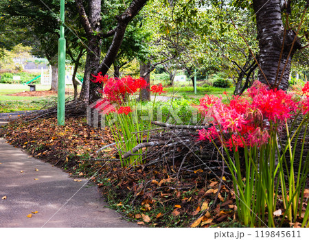 奥久慈茶の里公園　彼岸花風景 119845611
