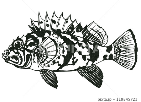海水魚イソカサゴのシンプル白黒切り絵イラスト 海水魚イソカサゴのシンプル白黒切り絵イラスト 119845723