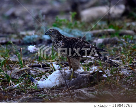 オオタカ幼鳥 119845765