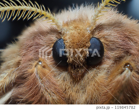 クスサンの顔 119845782