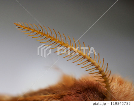クスサンの触角 119845783