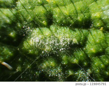 うどん粉病 うどん粉病 119845791