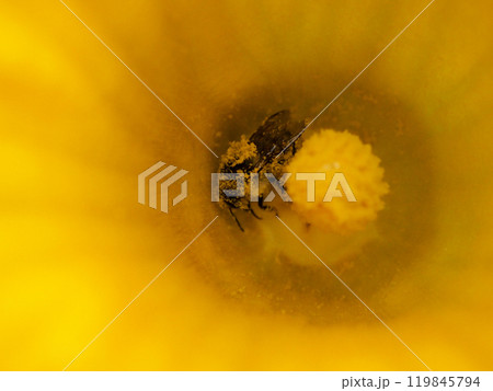 カボチャの花の中のマルハナバチ 119845794