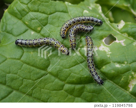 オオモンシロチョウの幼虫 オオモンシロチョウの幼虫 119845798