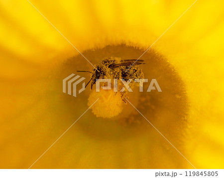 カボチャの花の中のマルハナバチ 119845805