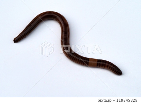 ミミズ ミミズ 119845829