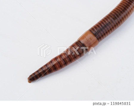 ミミズの頭部 119845831