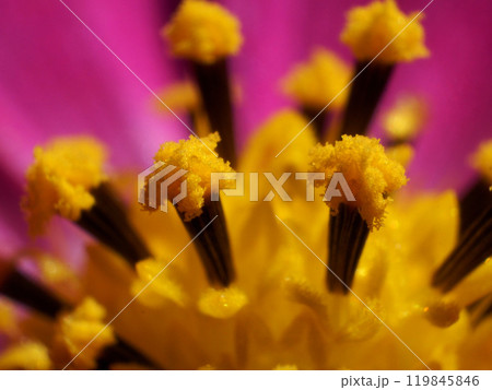 コスモスの雄蕊 コスモスの雄蕊 119845846