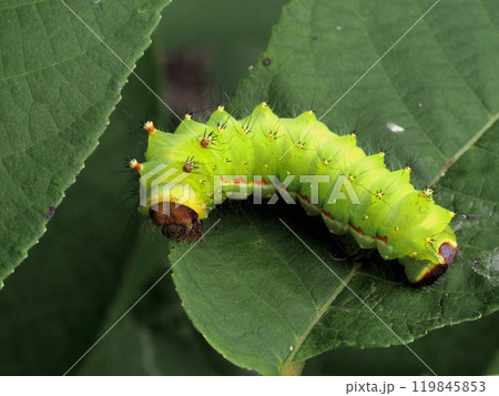 オオミズアオの幼虫 119845853