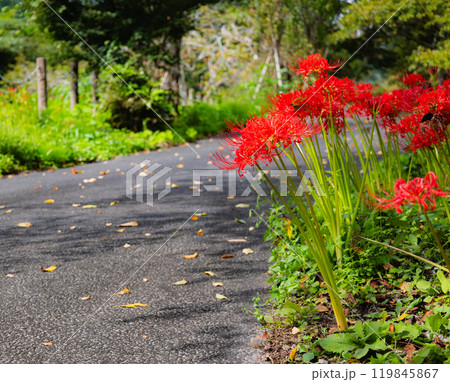 奥久慈茶の里公園　彼岸花風景 119845867