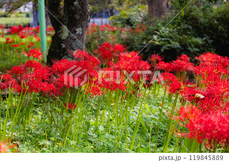 奥久慈茶の里公園　彼岸花風景 119845889