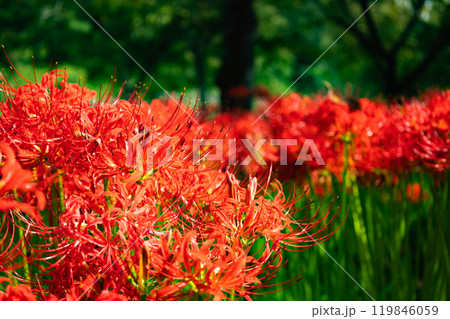 奥久慈茶の里公園 彼岸花風景 奥久慈茶の里公園 彼岸花風景 119846059