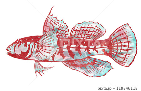 岩礁住まいの可愛い魚イソハゼの切り絵イラスト 119846118