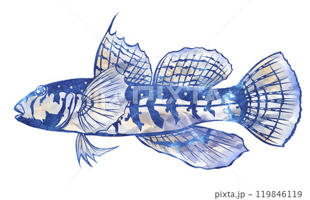 小型で可愛い海水魚イソハゼの切り絵イラスト 119846119