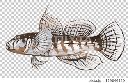 可愛的鹹水魚蝦虎魚的剪圖插圖 可愛的鹹水魚蝦虎魚的剪圖插圖 119846120