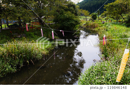 奥久慈茶の里公園 彼岸花風景 奥久慈茶の里公園 彼岸花風景 119846148