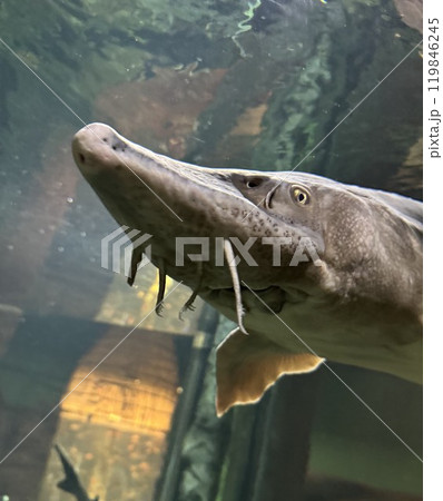 Close-Up Portrait of a Sturgeon Fish Underwater in an Aquarium 119846245