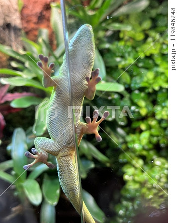 Gecko Climbing on Glass with Vibrant Green Background Gecko Climbing on Glass with Vibrant Green Background 119846248