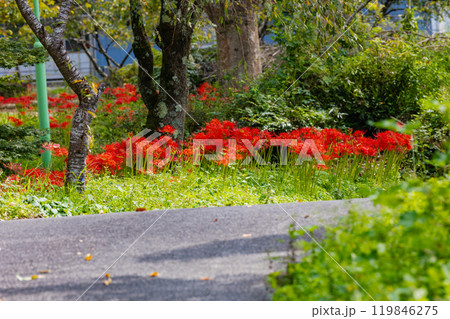 奥久慈茶の里公園 彼岸花風景 奥久慈茶の里公園 彼岸花風景 119846275