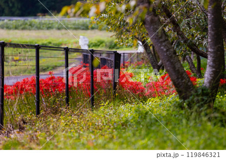 奥久慈茶の里公園 彼岸花風景 奥久慈茶の里公園 彼岸花風景 119846321