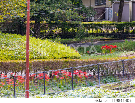奥久慈茶の里公園　彼岸花風景 119846403