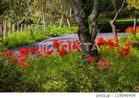 奥久慈茶の里公園　彼岸花風景 119846409