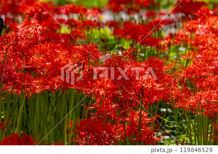 奥久慈茶の里公園 彼岸花風景 奥久慈茶の里公園 彼岸花風景 119846529