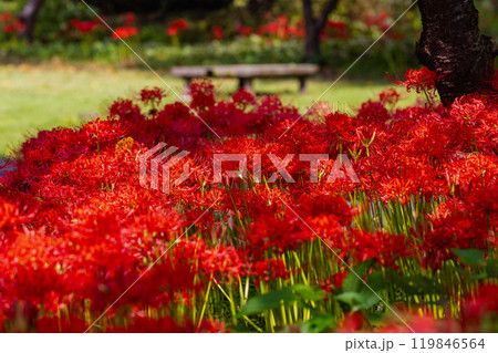 奥久慈茶の里公園 彼岸花風景 奥久慈茶の里公園 彼岸花風景 119846564