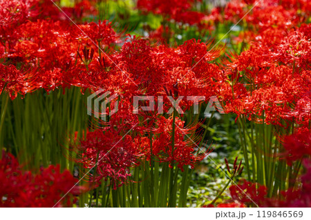 奥久慈茶の里公園 彼岸花風景 奥久慈茶の里公園 彼岸花風景 119846569