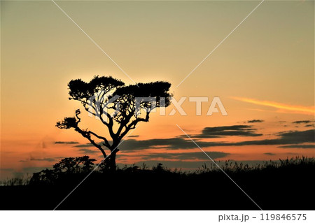 老木の向こうに見える綺麗な夕陽 119846575