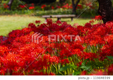 奥久慈茶の里公園 彼岸花風景 奥久慈茶の里公園 彼岸花風景 119846599