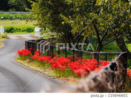 奥久慈茶の里公園 彼岸花風景 奥久慈茶の里公園 彼岸花風景 119846601