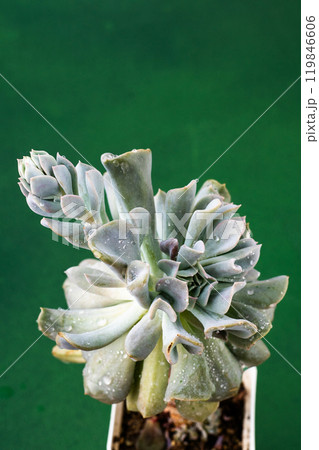 Echeveria blue swan flower. Succulent plant. Flower bud 119846606