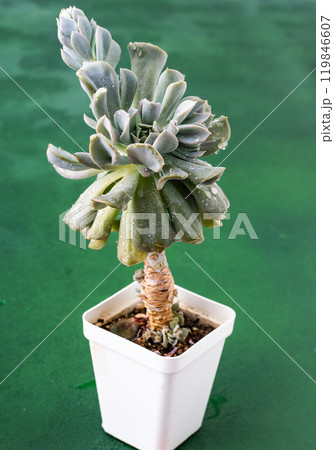 Echeveria blue swan flower. Succulent plant. Flower bud Echeveria blue swan flower. Succulent plant. Flower bud 119846607