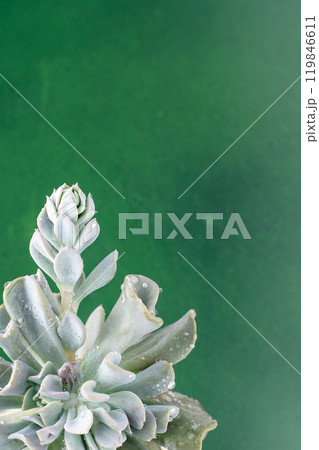 Echeveria blue swan flower. Succulent plant. Flower bud 119846611