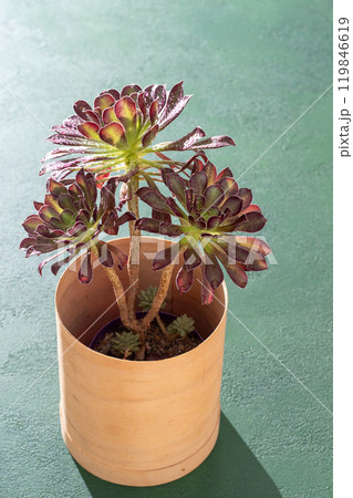 Flower Aeonium Schwarzkopf succulent. Leaves plant. Flower Aeonium Schwarzkopf succulent. Leaves plant. 119846619