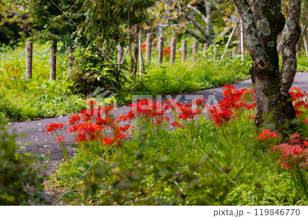奥久慈茶の里公園 彼岸花風景 奥久慈茶の里公園 彼岸花風景 119846770