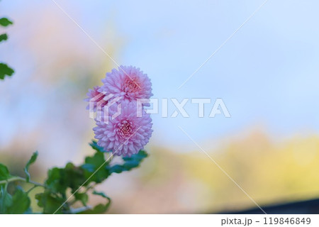 秋の庭を彩る - ピンクの菊が咲く美しい風景 秋の庭を彩る - ピンクの菊が咲く美しい風景 119846849