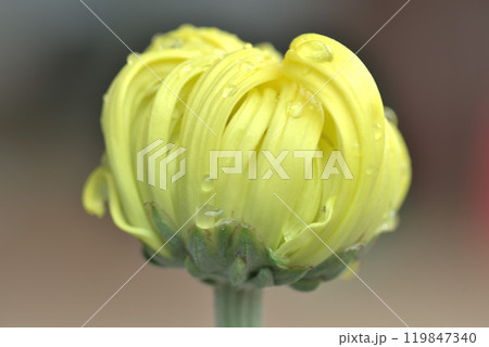 菊華 菊華 119847340